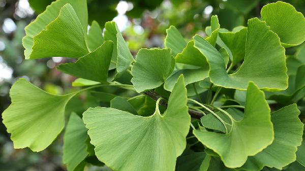 怎样了解冬病夏养重防备？夏日养阳要注意什么？